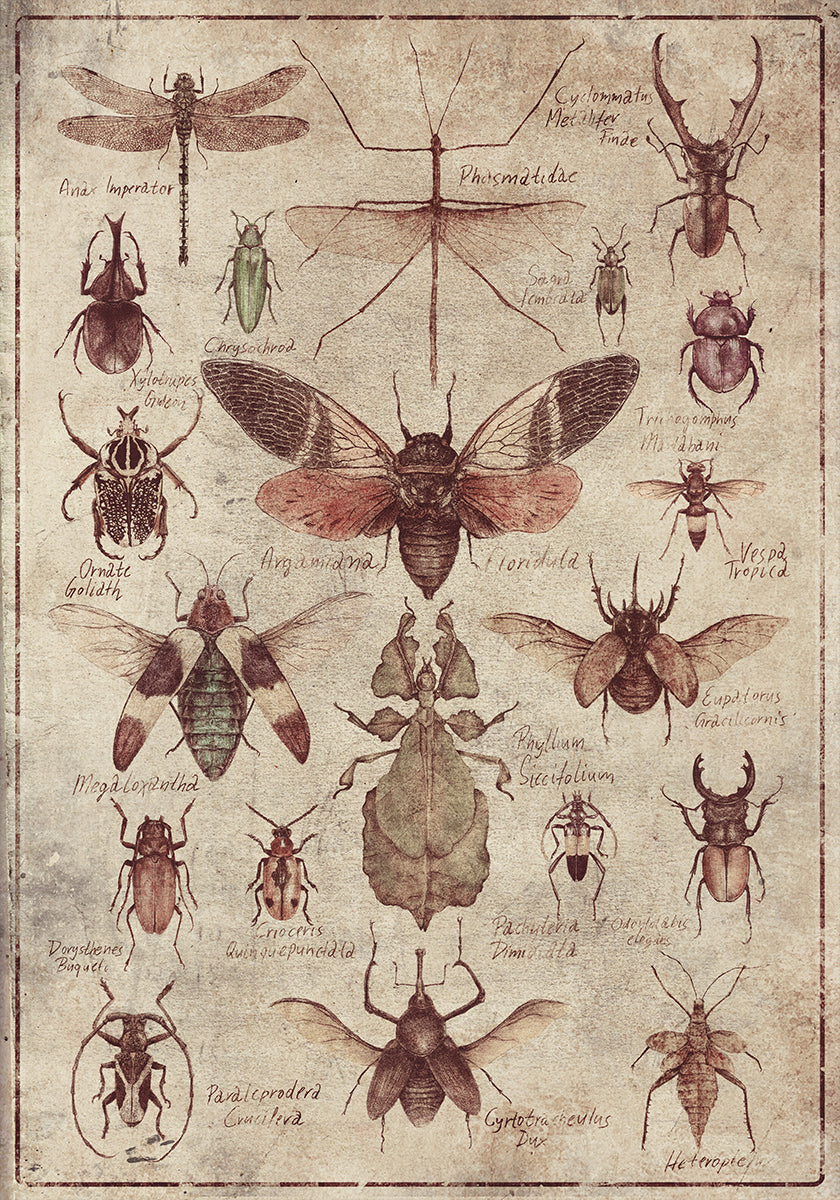 Insectes de style vintage Poster