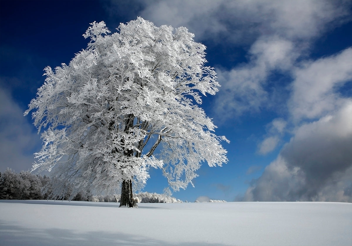 Windbuche blanc en Forêt-Noire