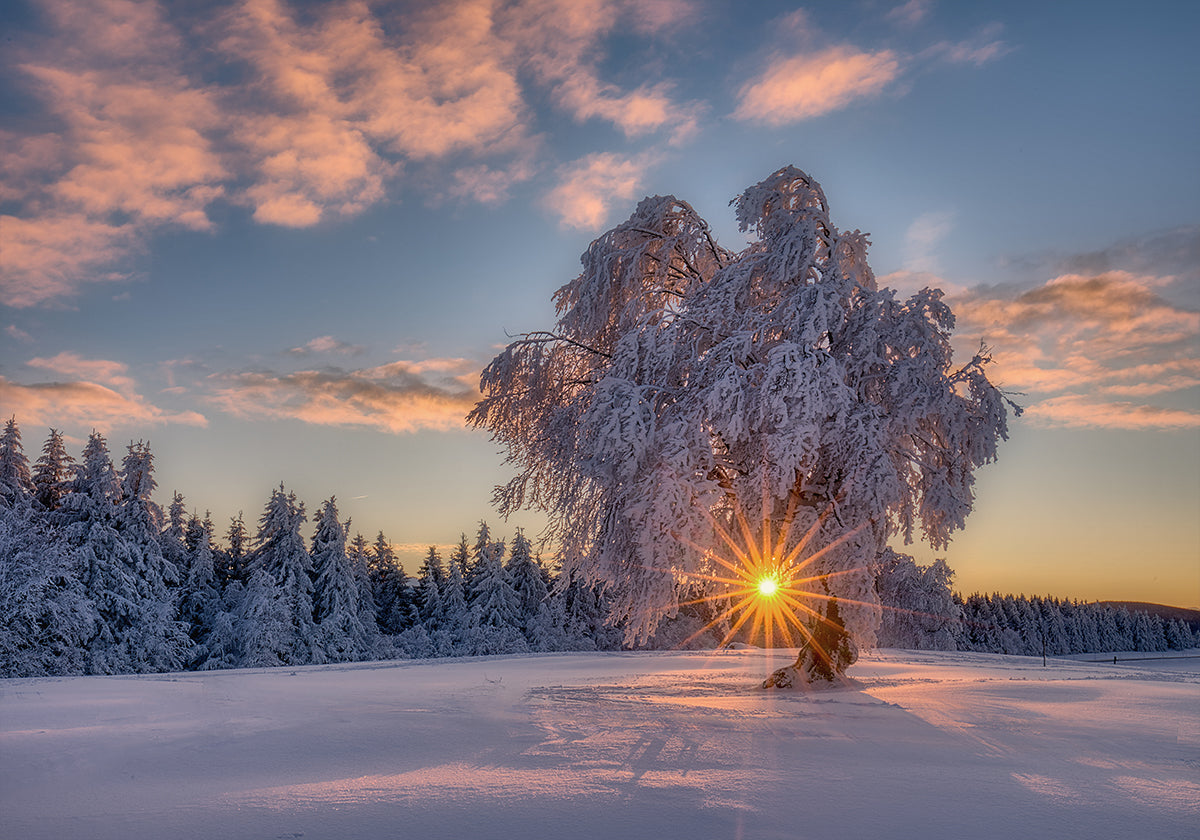 étoile du matin Poster
