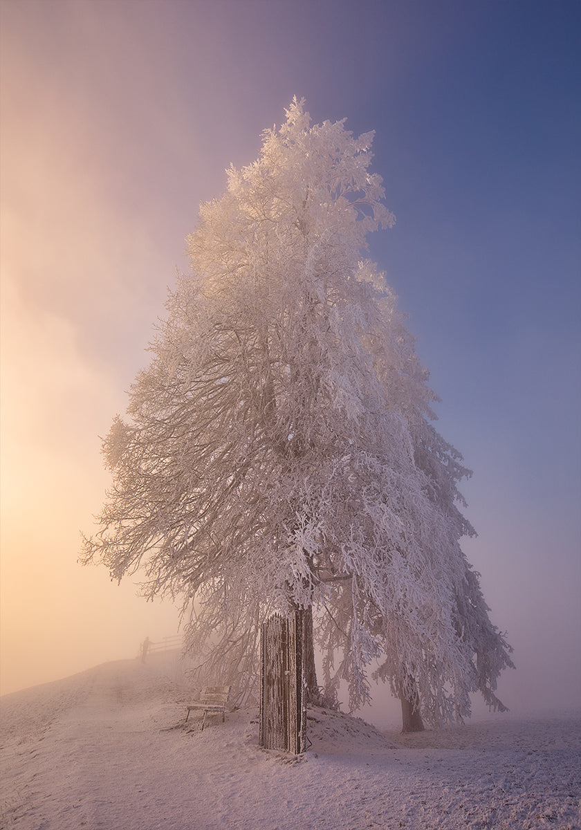 poésie d'hiver dans la lumière du matin Poster