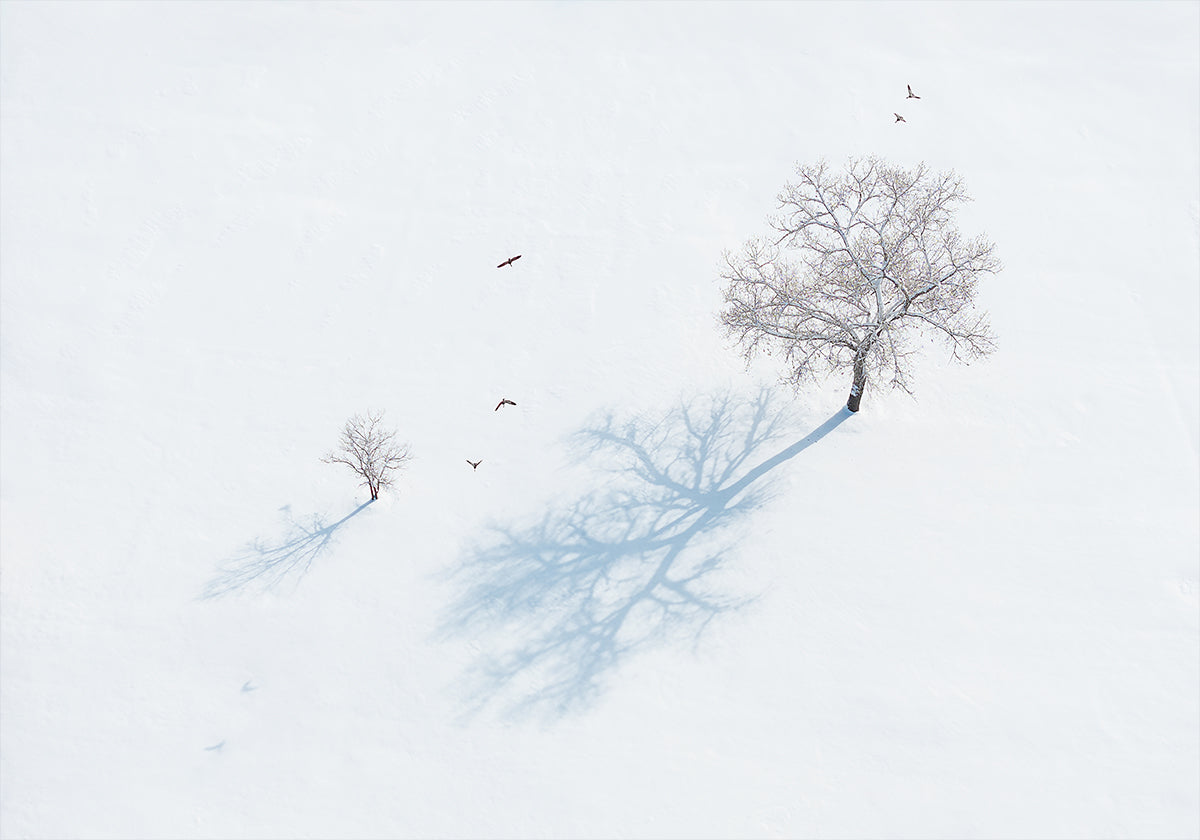 Ombres d'arbres et d'oiseaux Poster