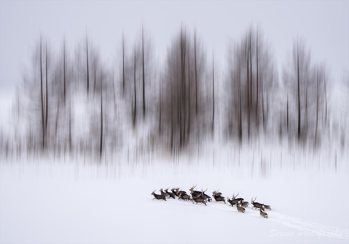 L'hiver à Hokkaido Poster