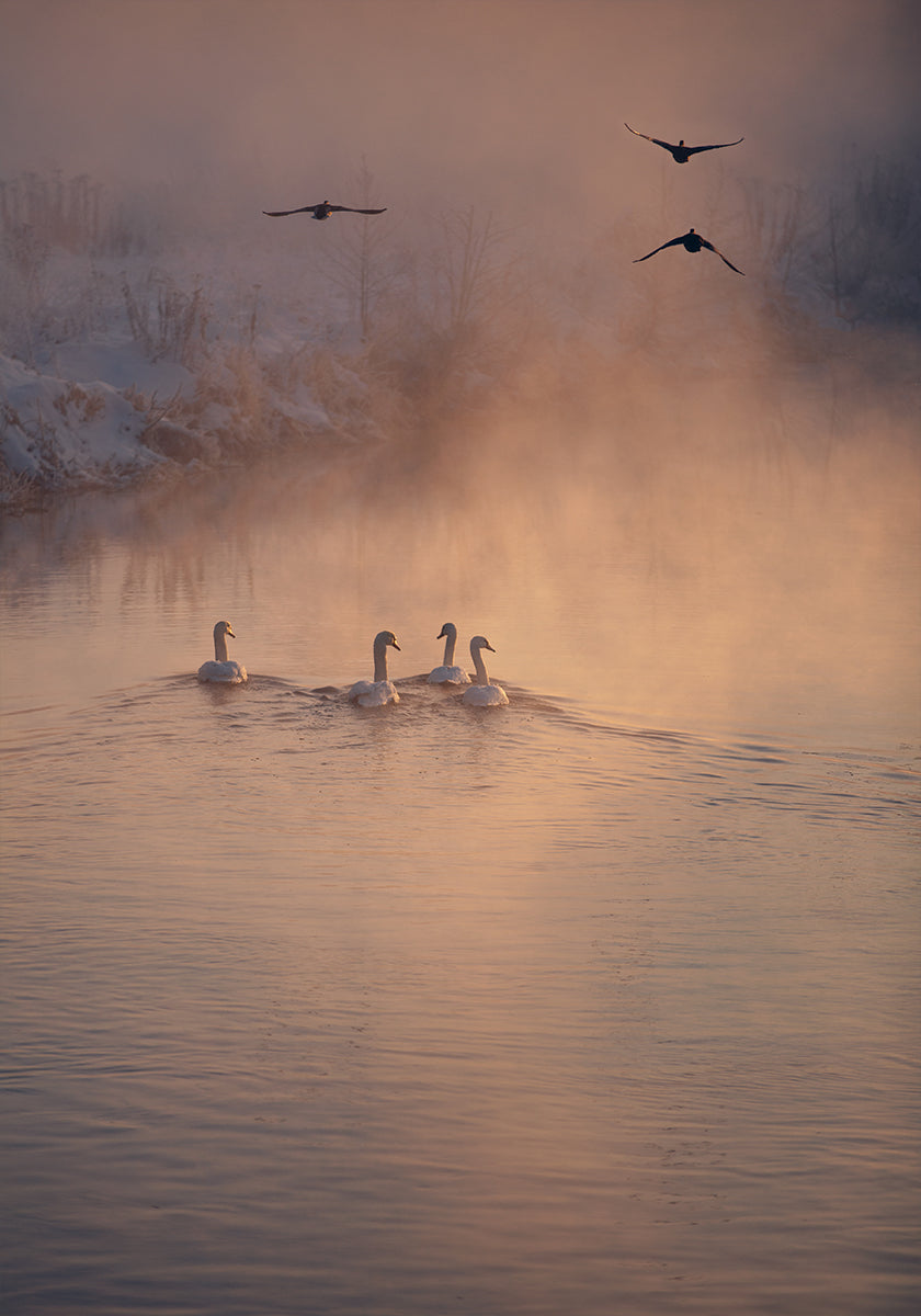 Là où le brouillard n'a pas atteint Poster