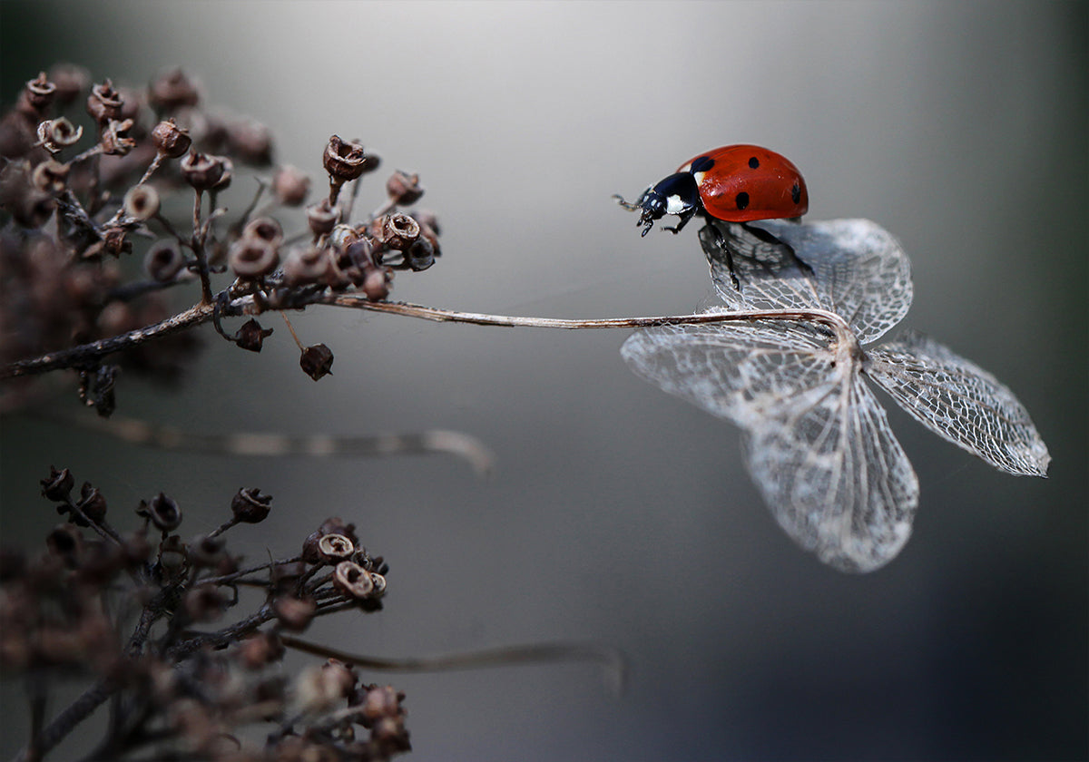 Coccinelle sur hortensia.