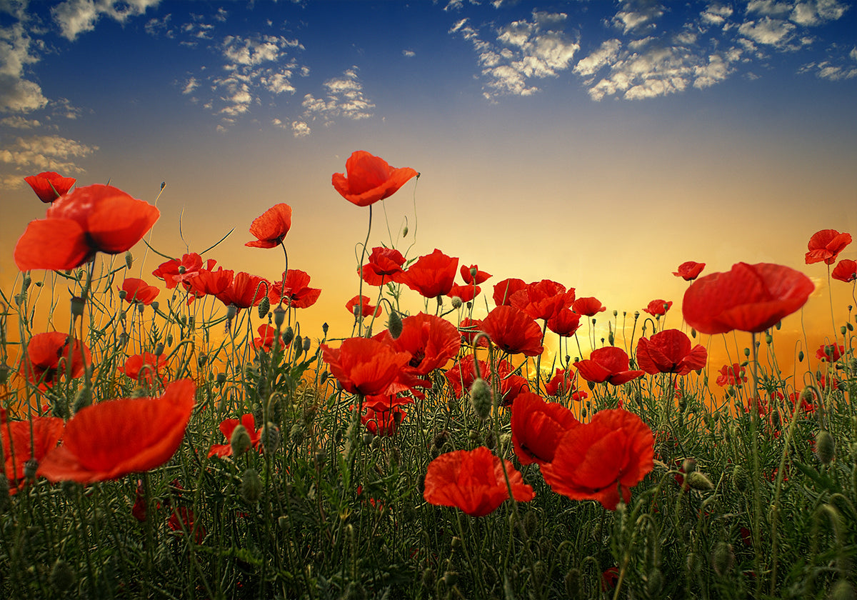 Coquelicots Poster