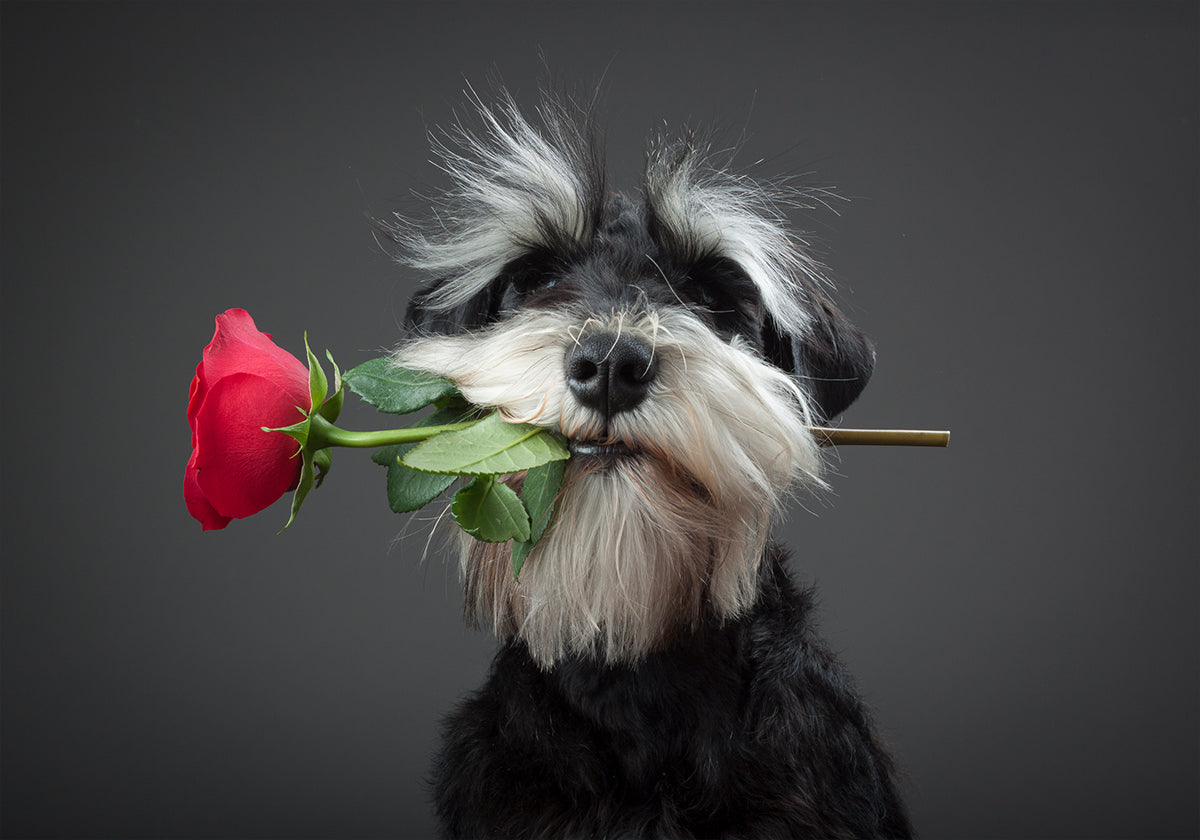 Danseur de Tango