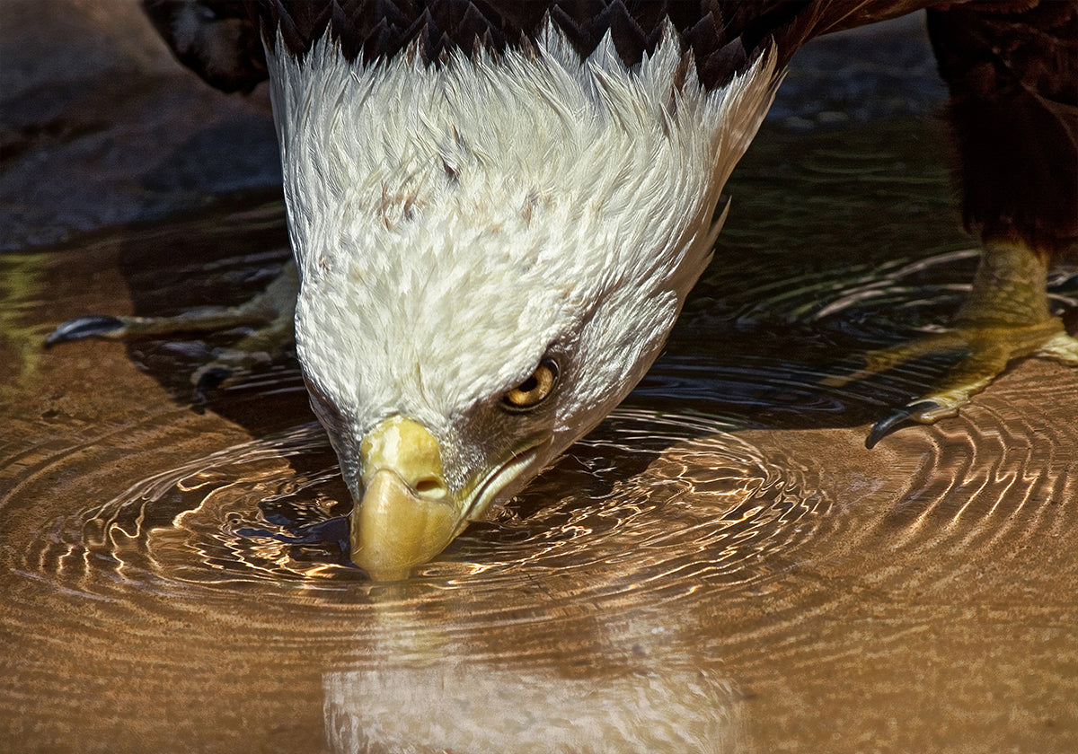 Boisson fraîche par une journée chaude Poster