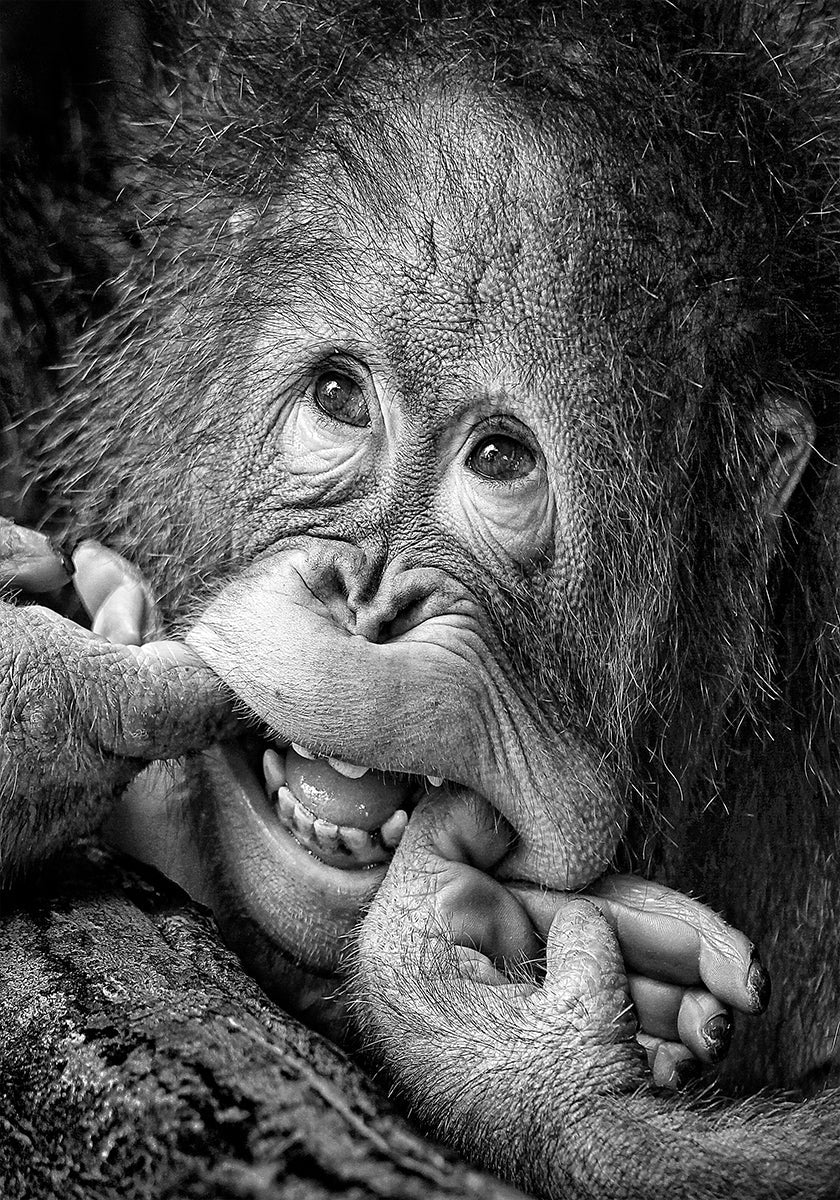 Grand sourire ..... s'il vous plaît Poster