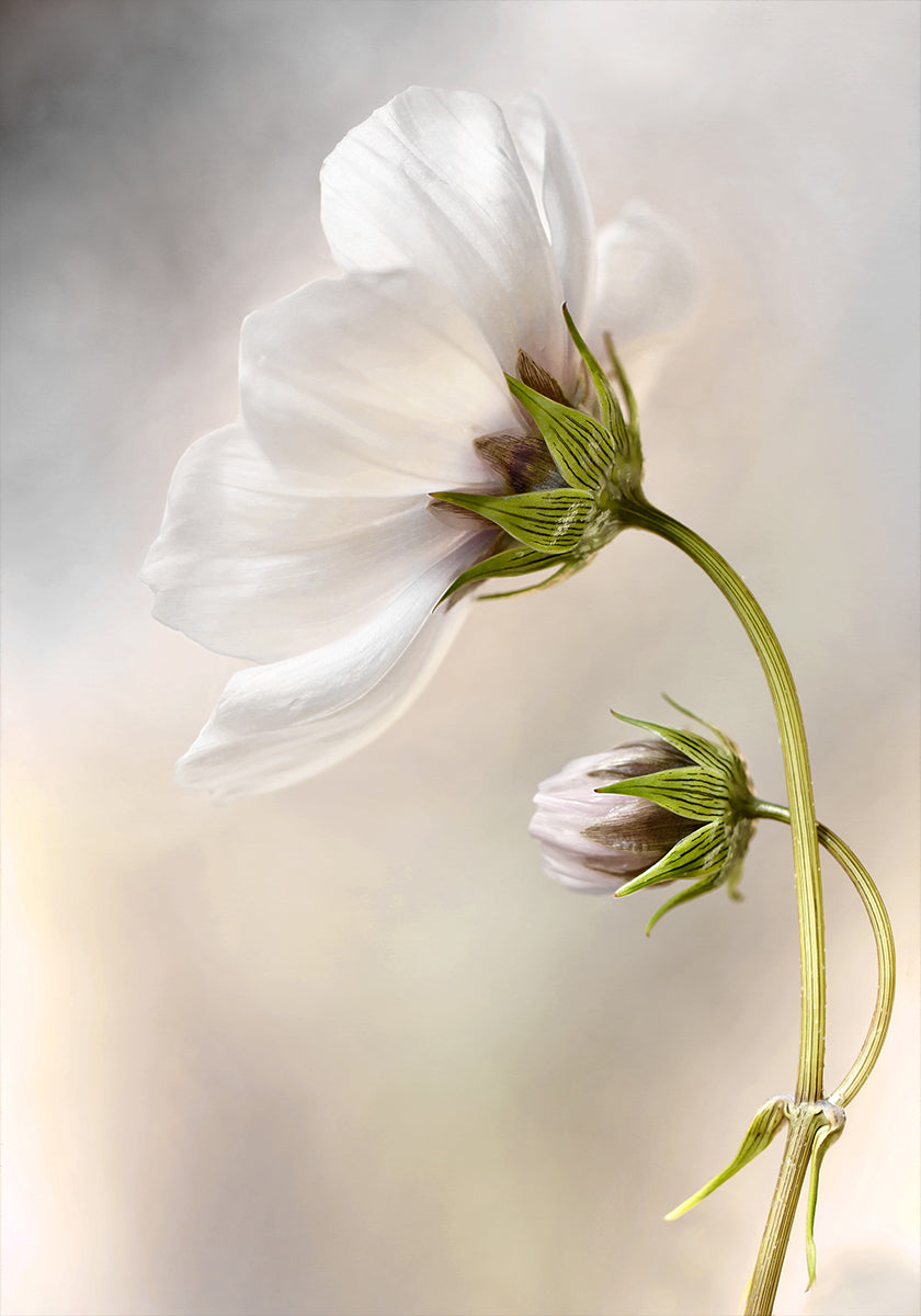 Cosmos céleste