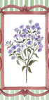 Asters in an Ornate Frame - Sage Green Stripes (NEW) - Posterbox
