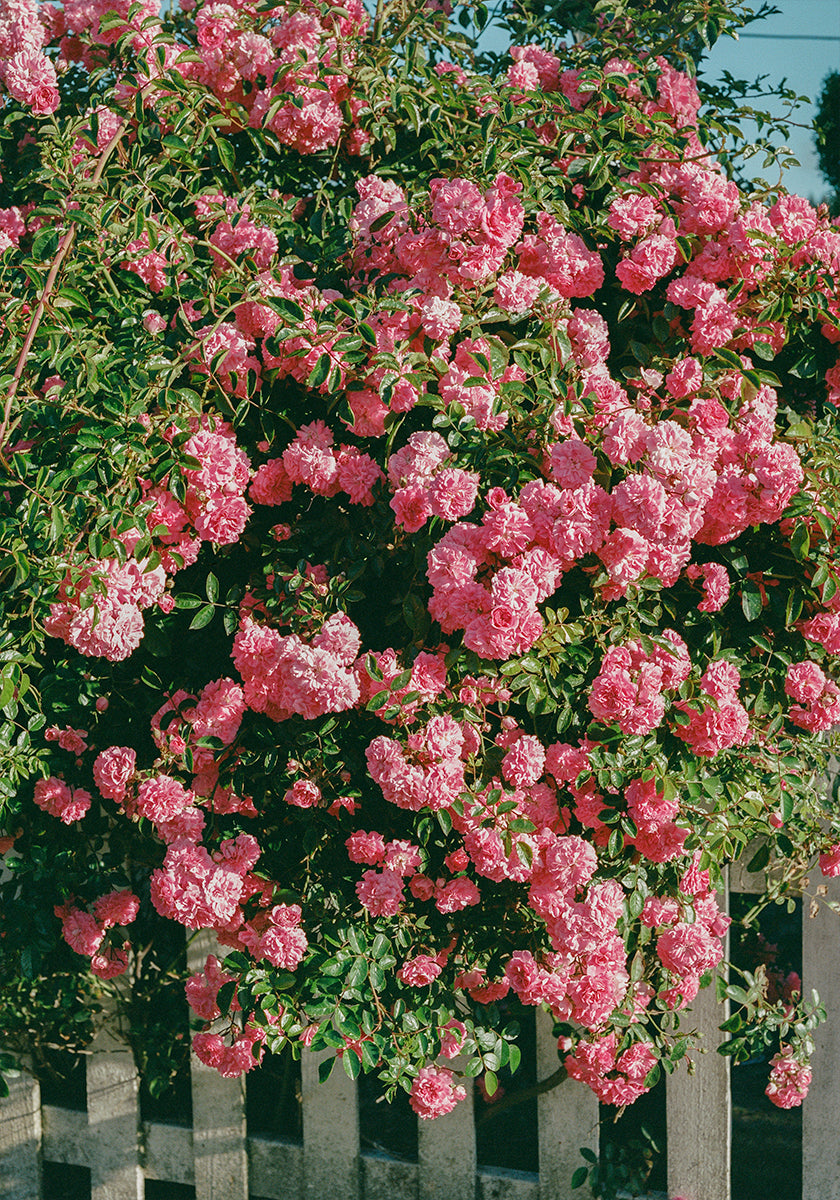 Cannon Beach Blooms (NEW) - Posterbox