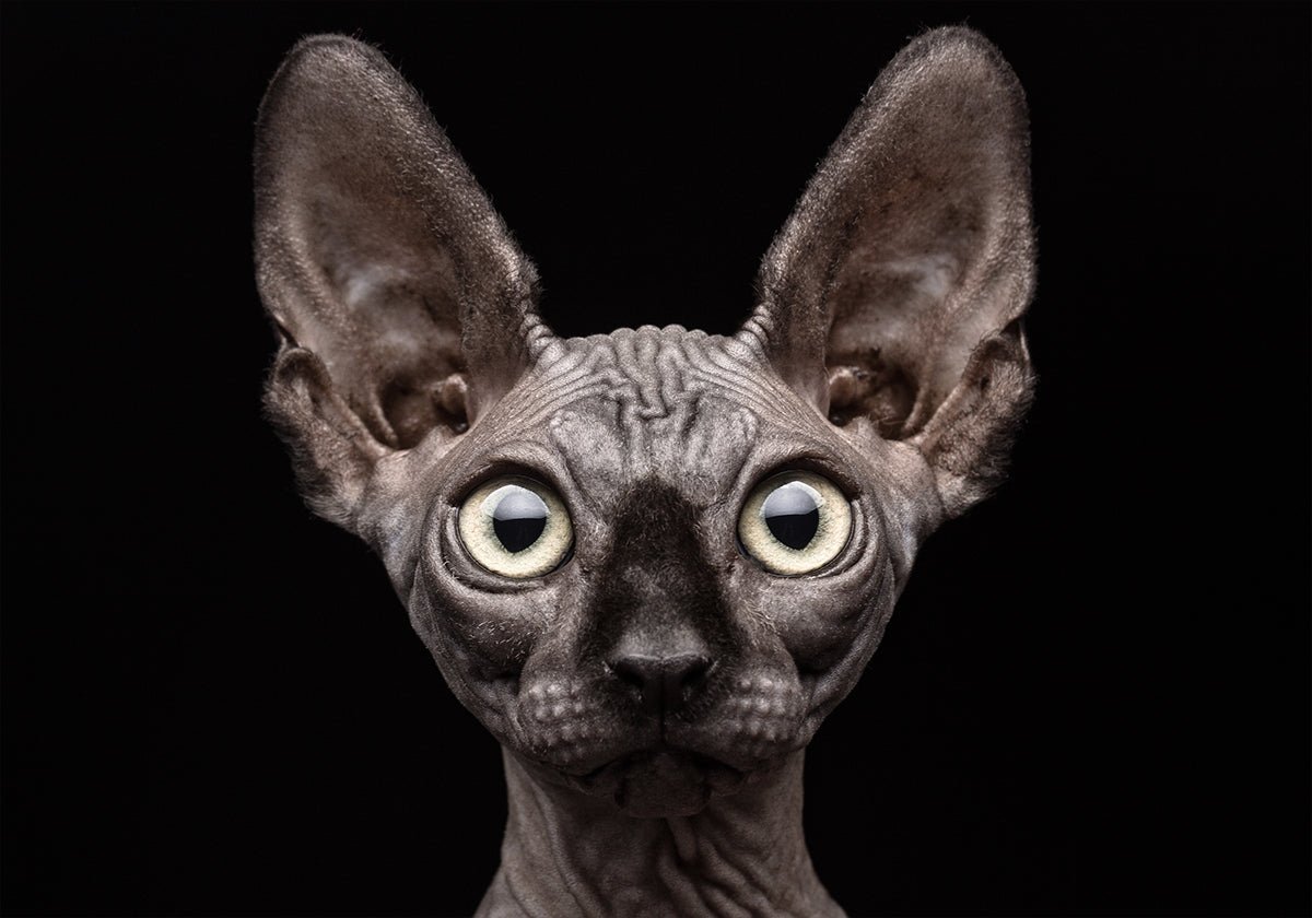 Chat Sphynx