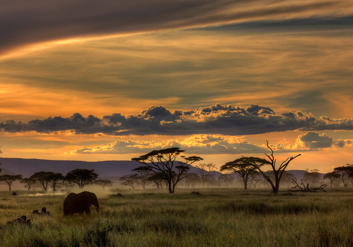 Afrique Affiche