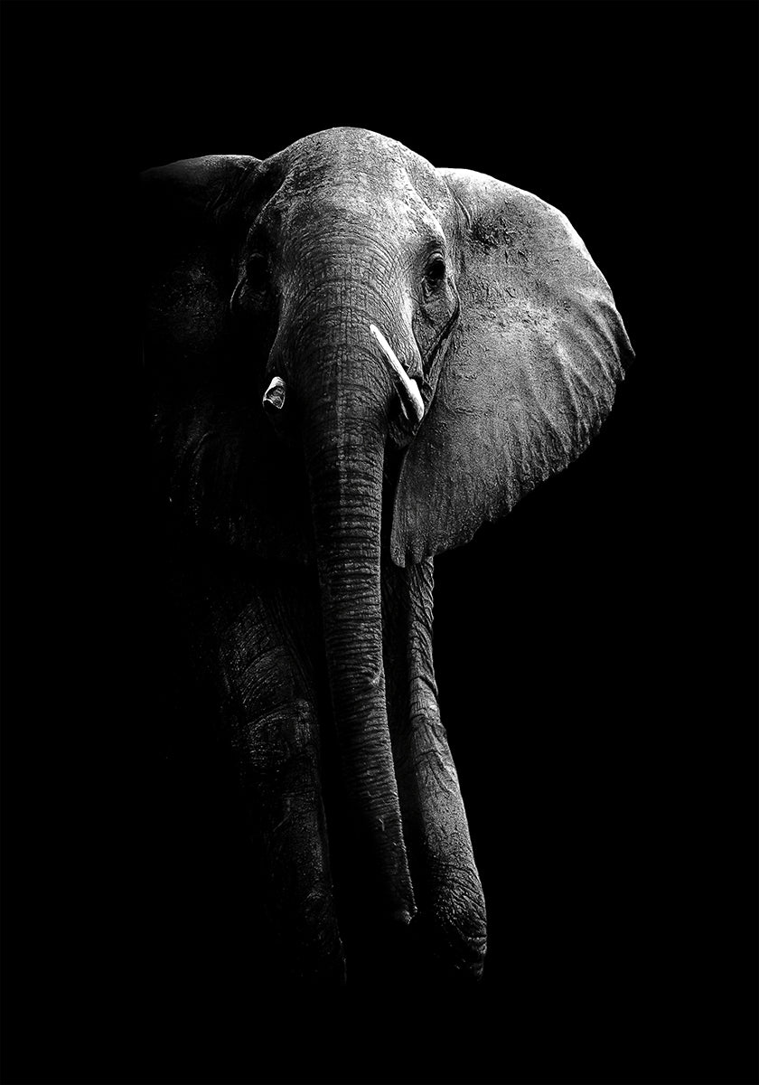 Éléphant!