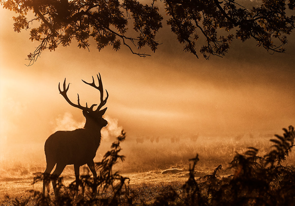 Cerf rouge dans la brume Poster