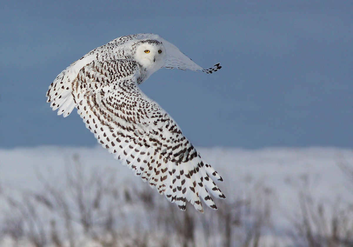 Harfang des neiges