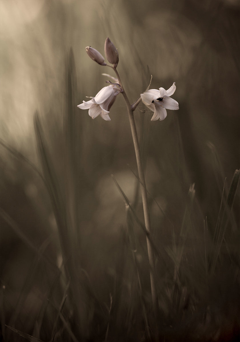 Poster Une petite fleur sur le sol
