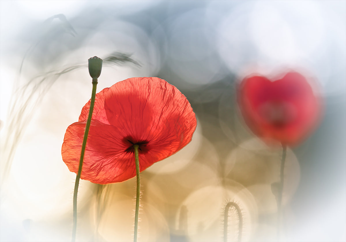 Coquelicots du matin