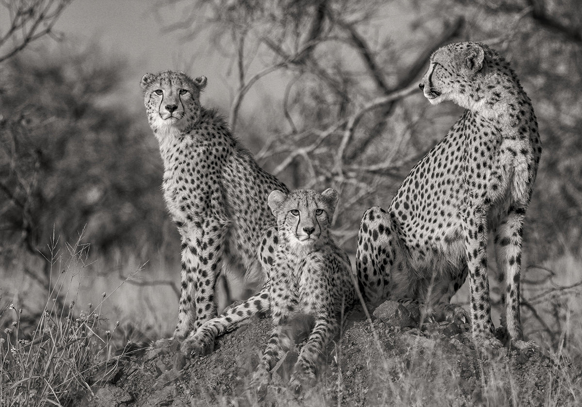 Trois chats Poster