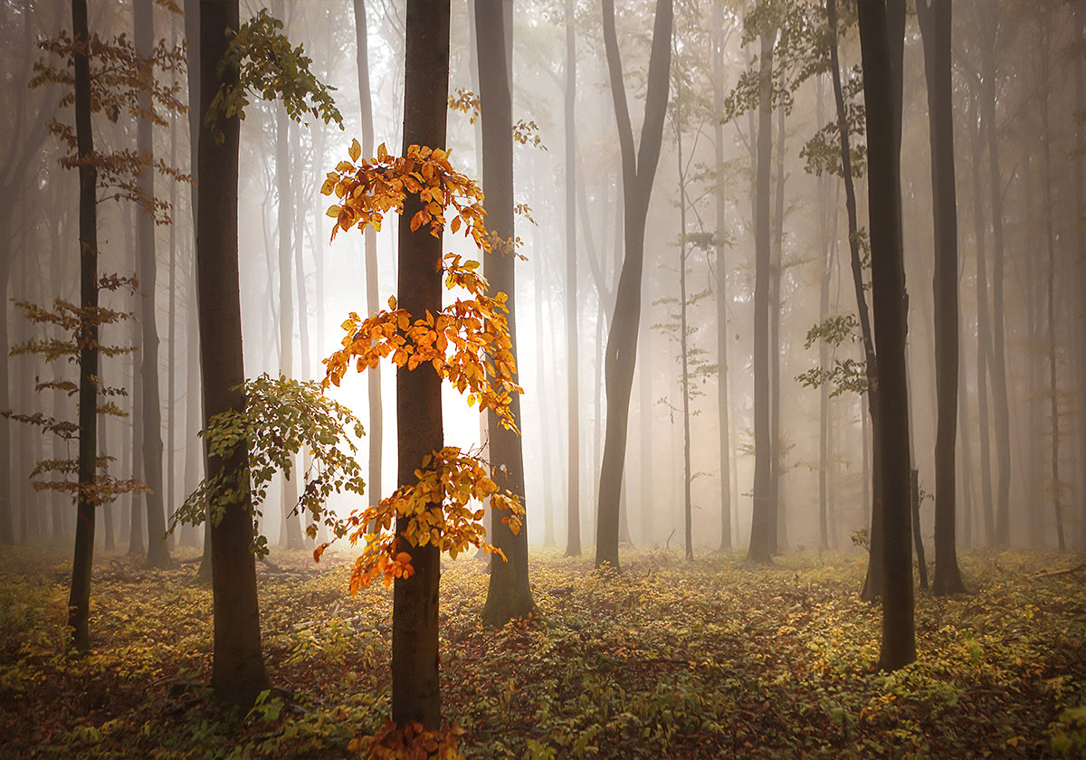 Dans la lumière de novembre
