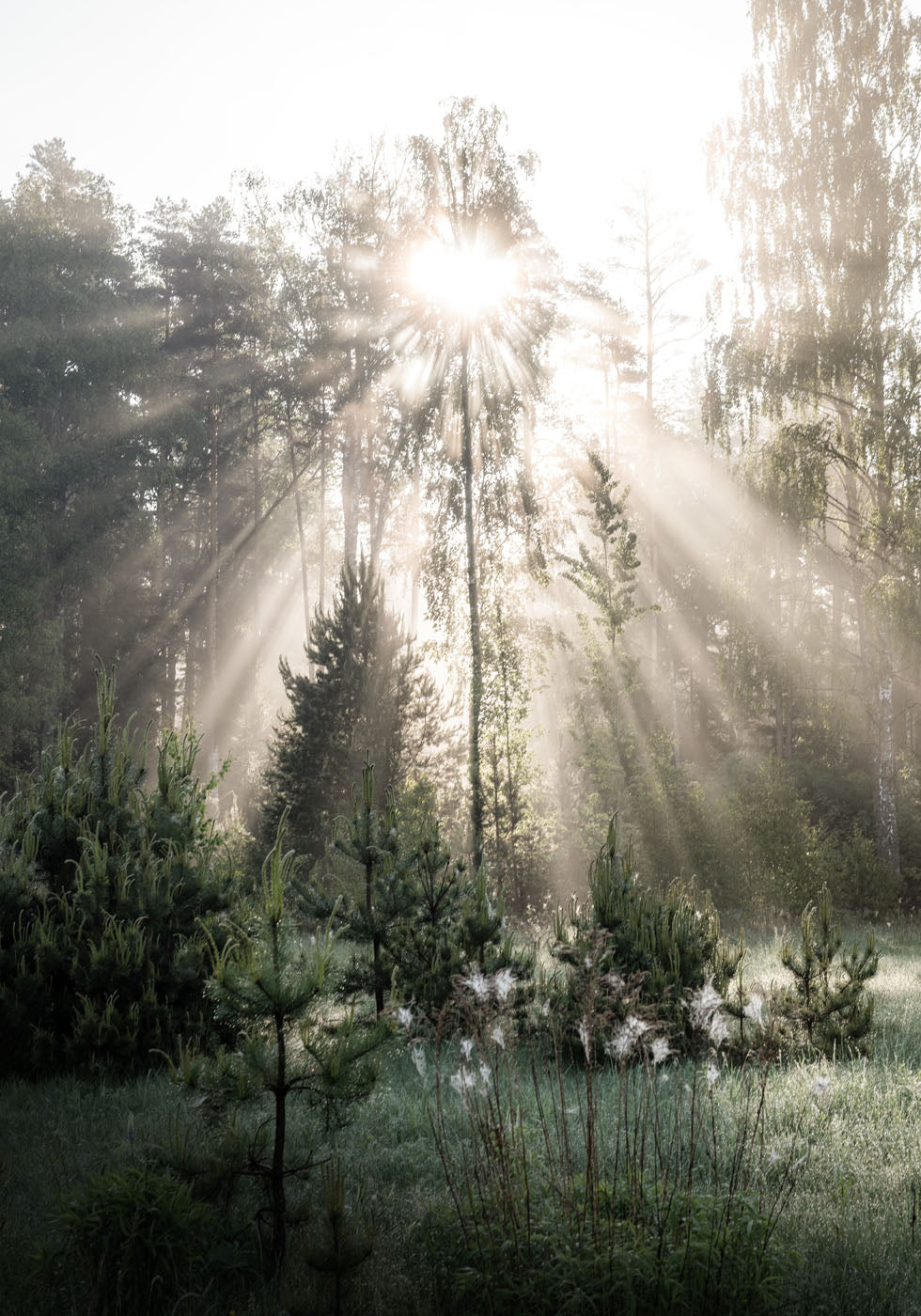 Sunrays in The Woods Sunshine Forest Plakat - Posterbox.no