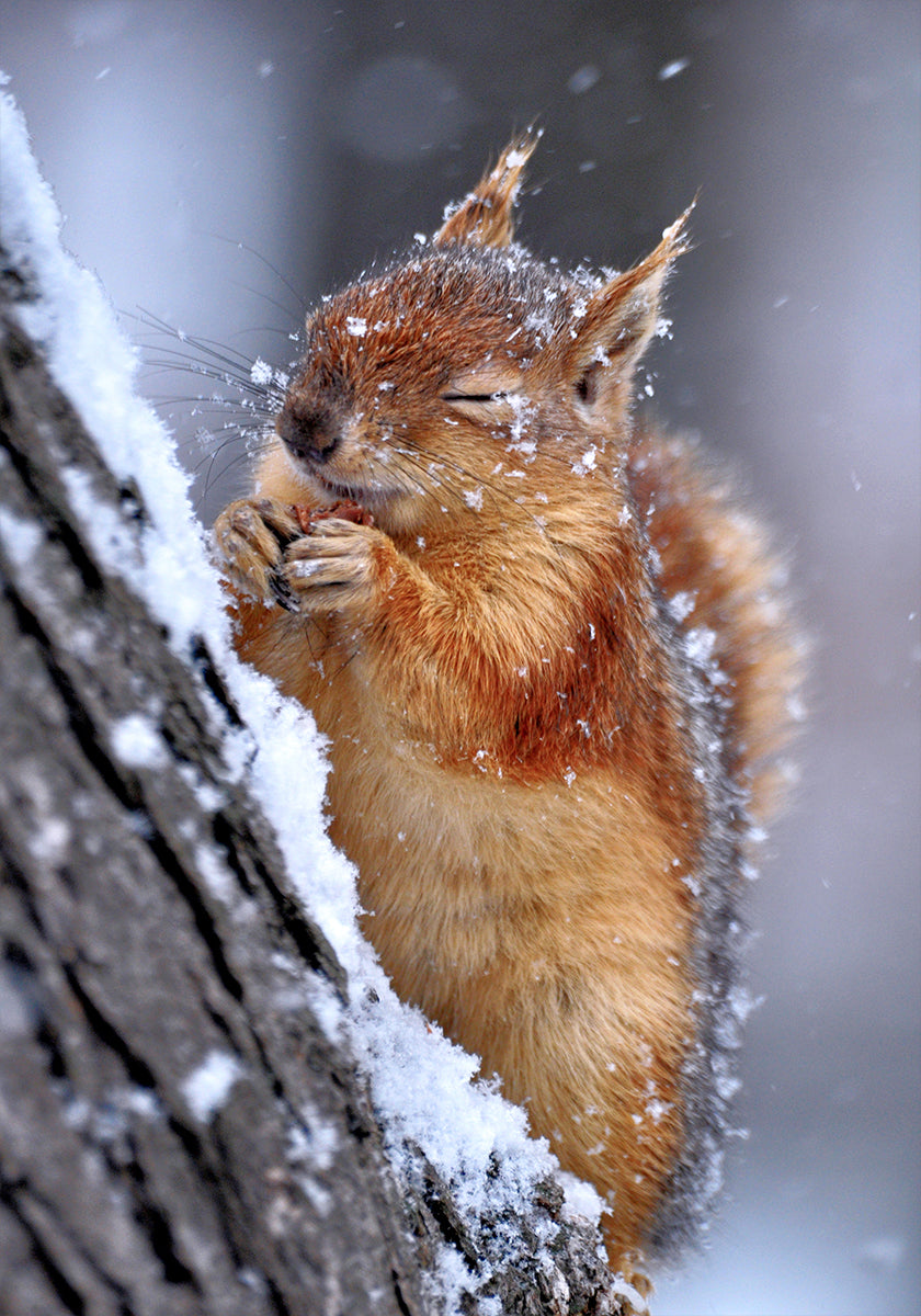 hiver