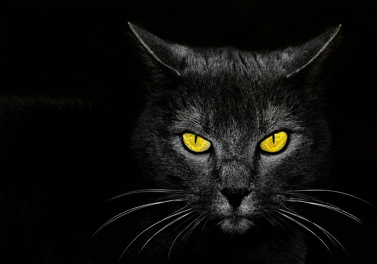 Chat noir Poster