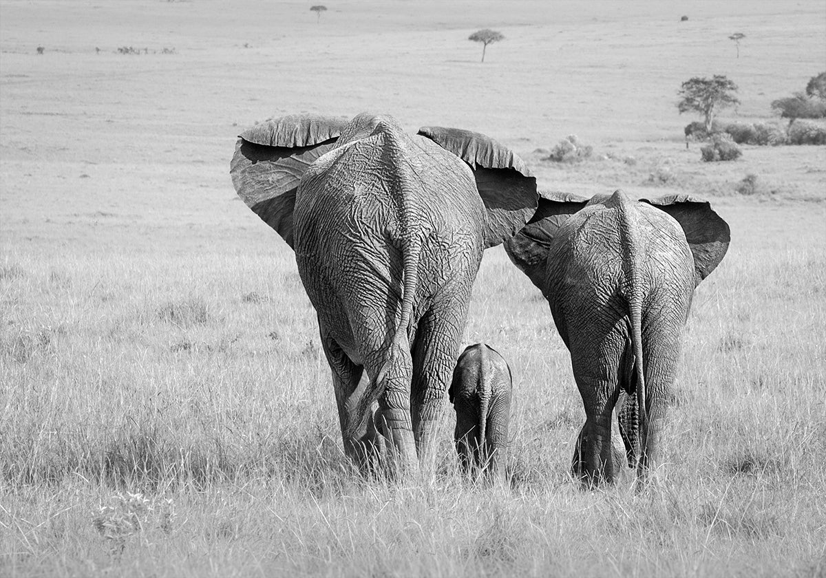 Trois fesses !