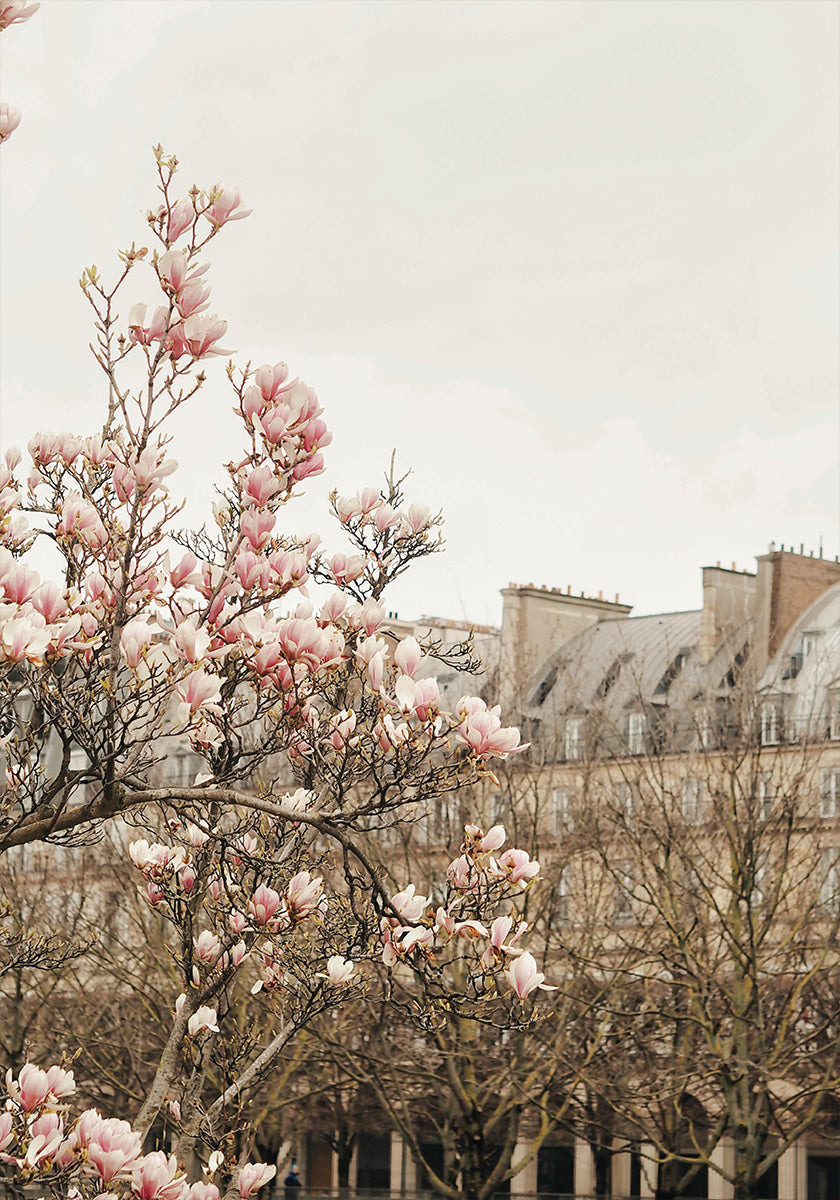 Parismagnoliaii Ratioiso (NEW) - Posterbox