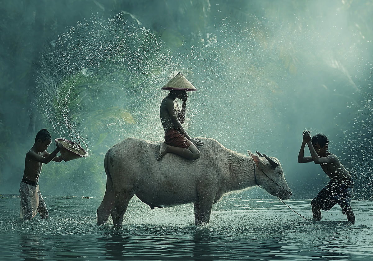 Buffle d'eau