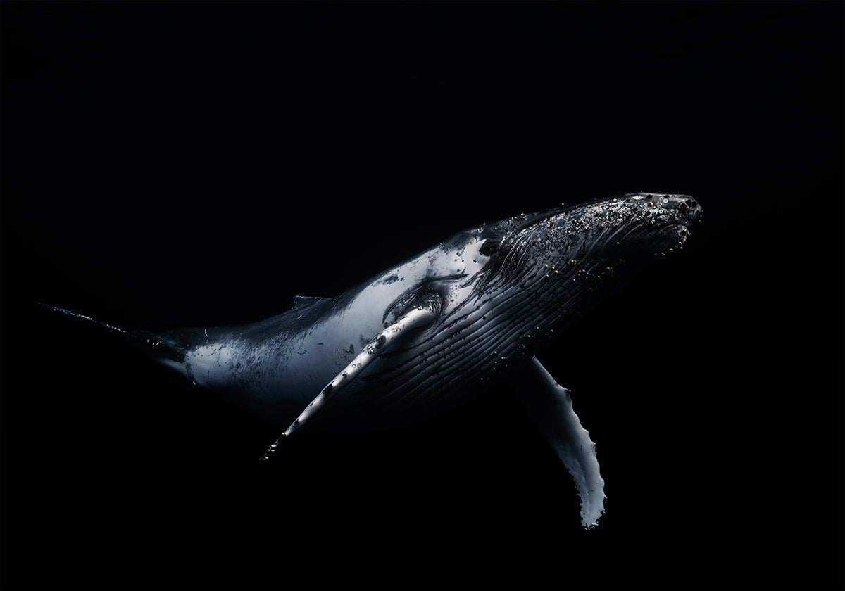 Noir et baleine Poster