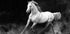 Fergana horse (NEW) - Posterbox