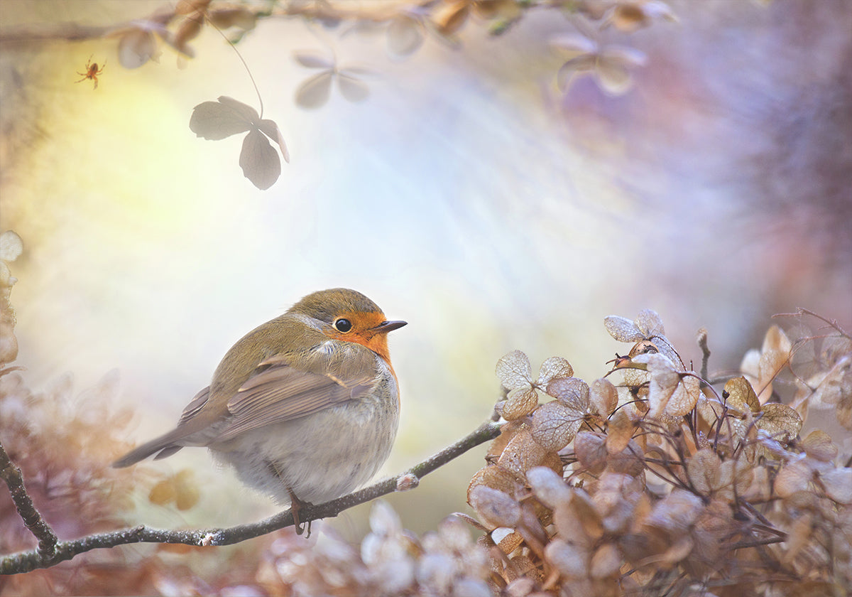 Robin sur les rêves