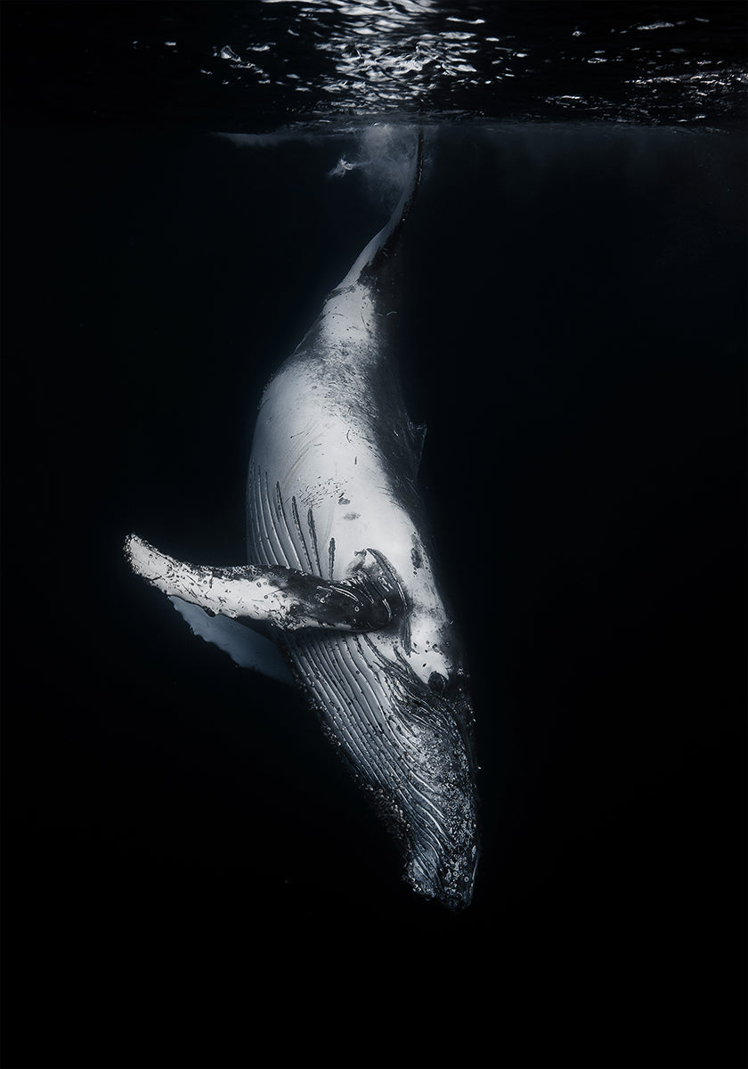 Baleine noire Poster