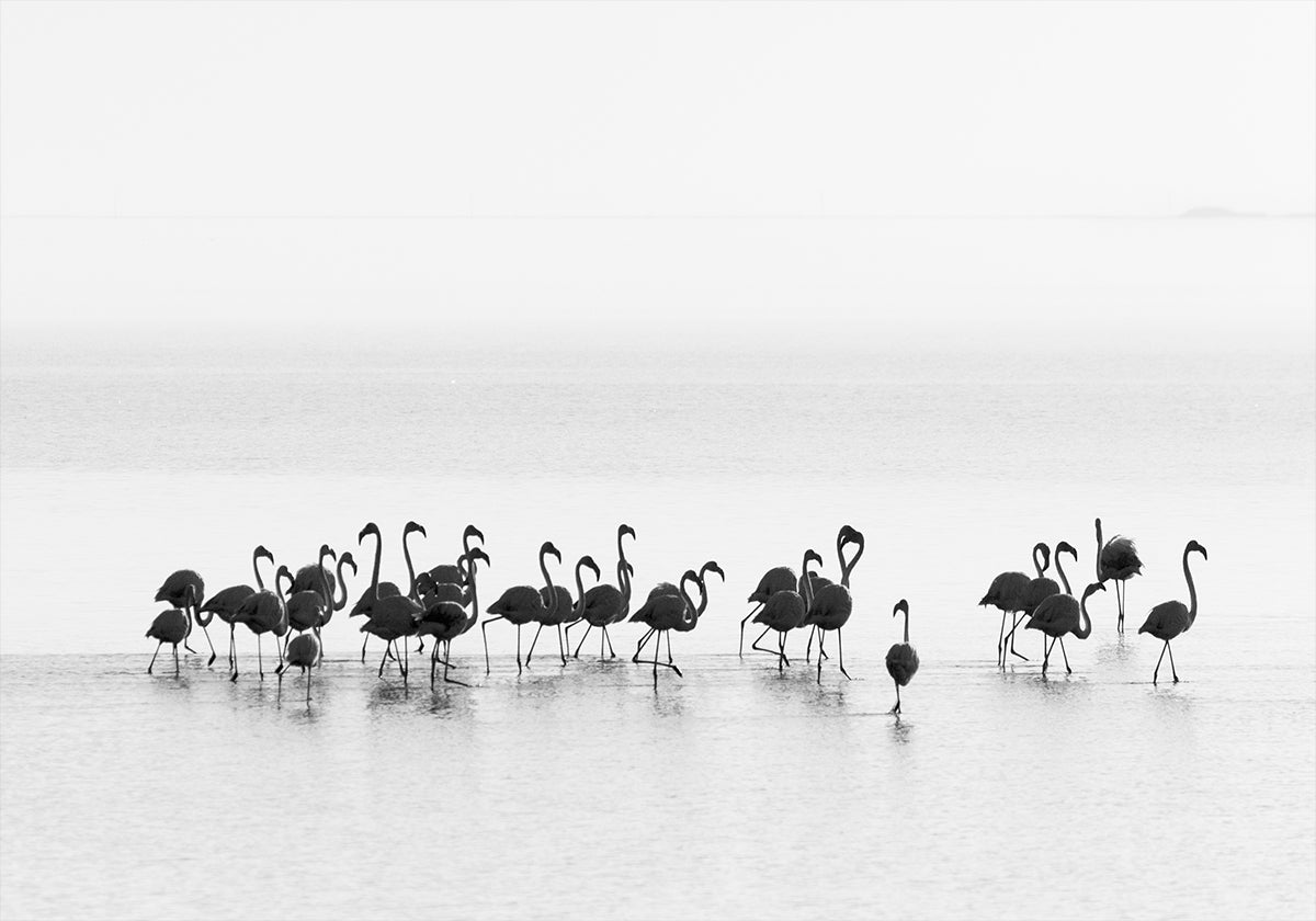 Flamants roses