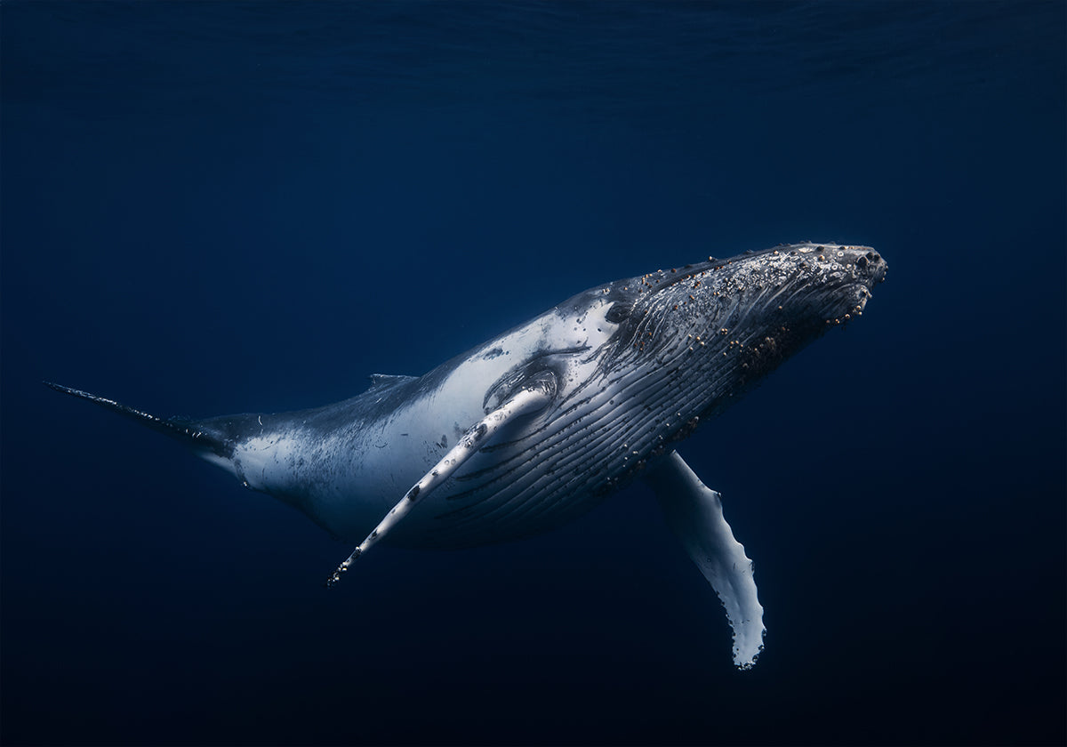 Baleine à bosse en bleu Poster