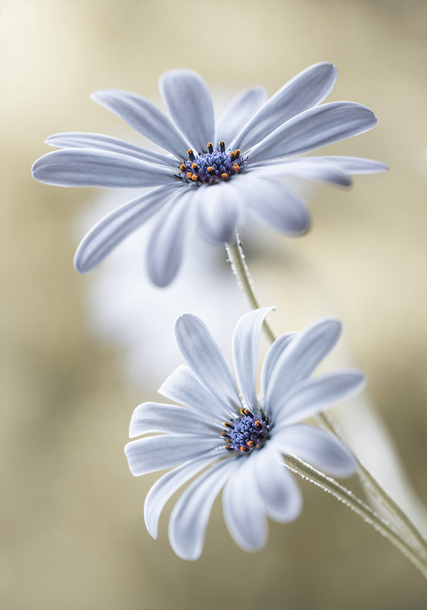 Marguerites du Cap Poster