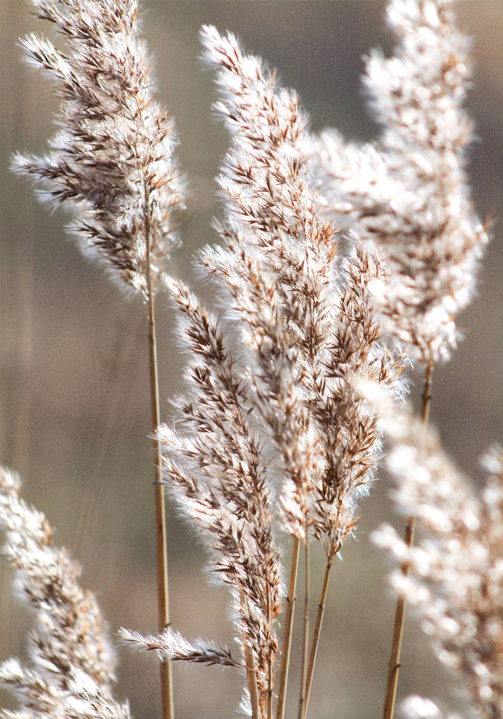 Autumn Meadow Plakat - Posterbox.no