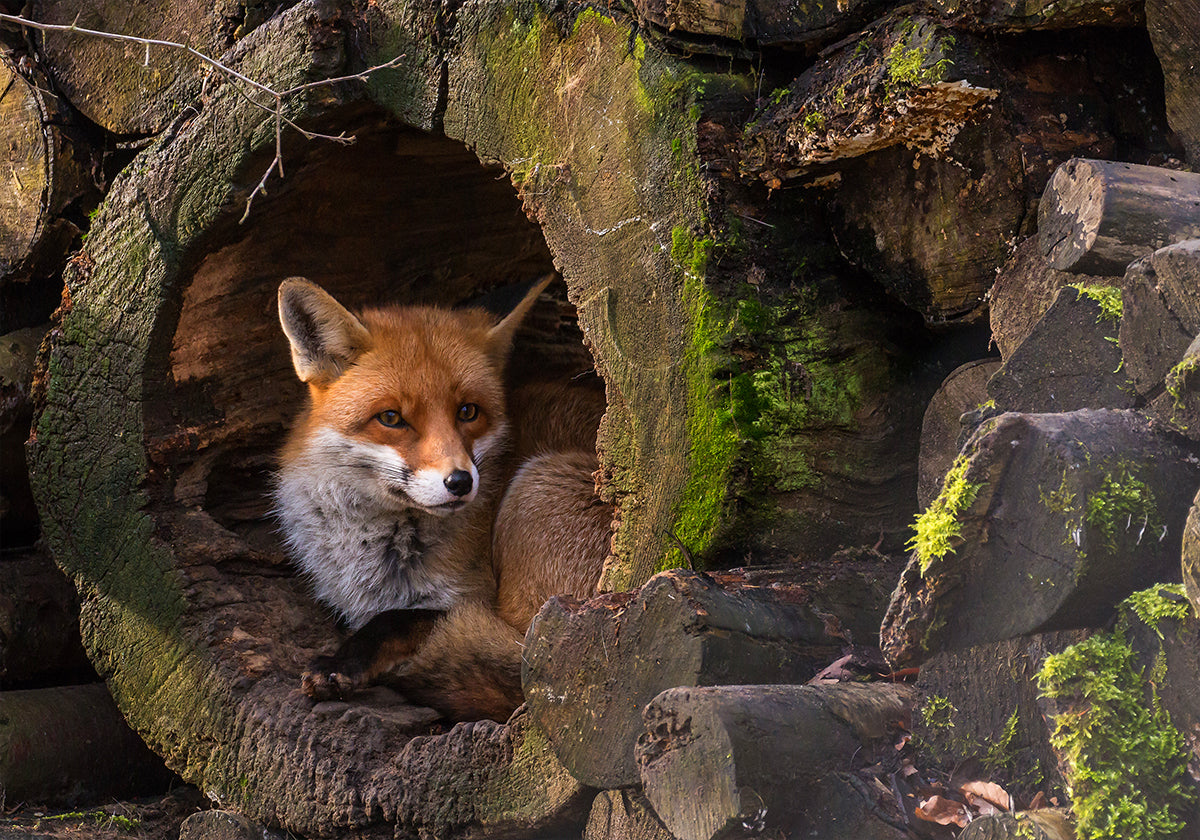 Renard