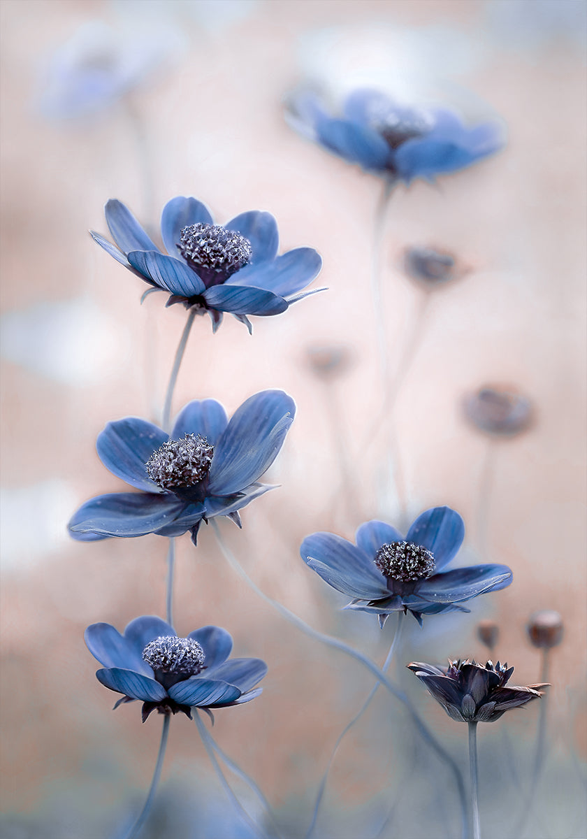 Bleu cosmos