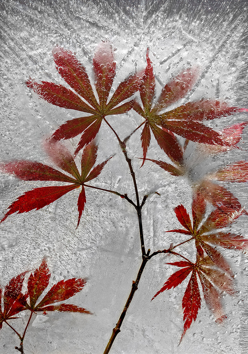 érable rouge