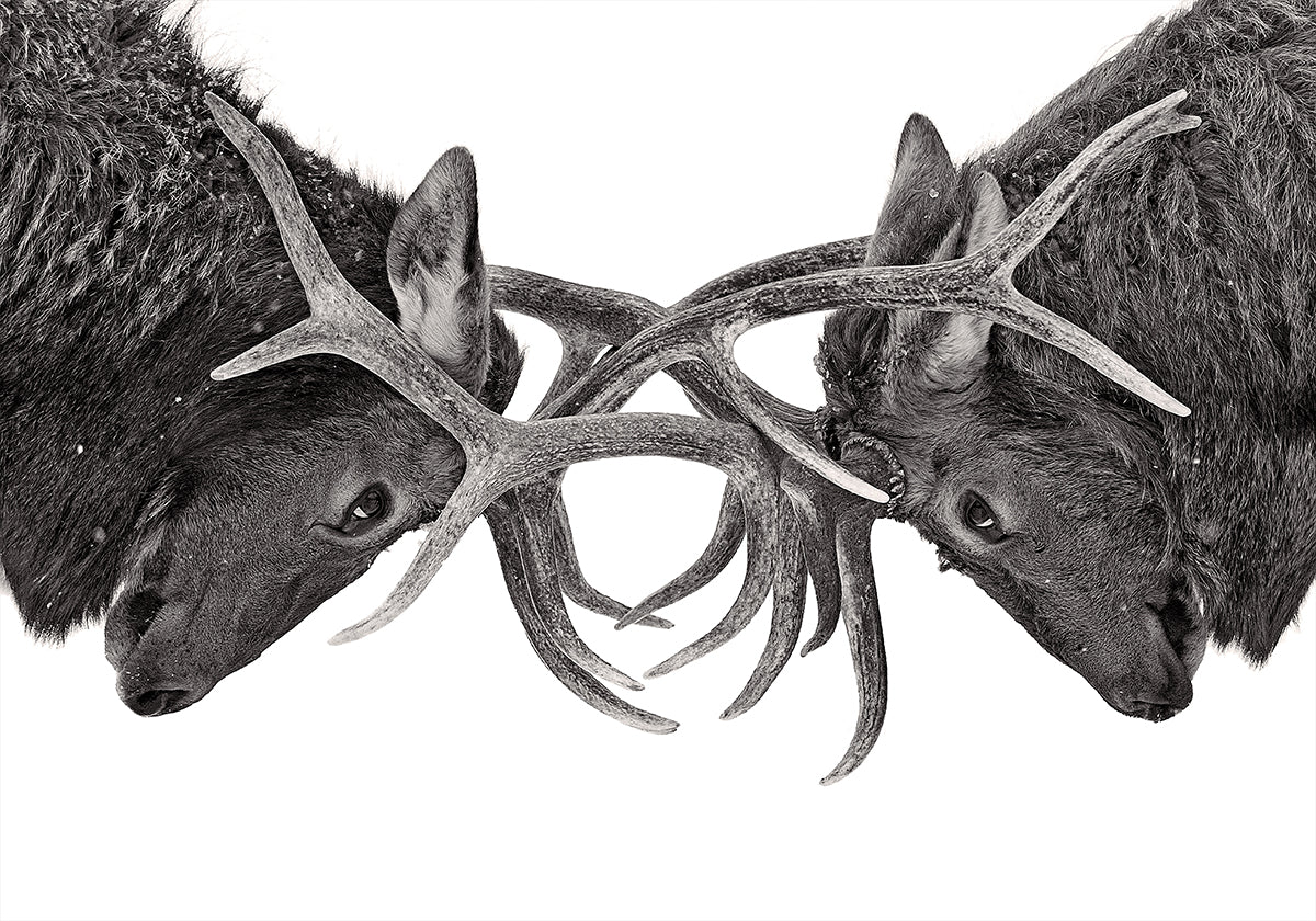 Eye to Eye - Combat d'élans Poster