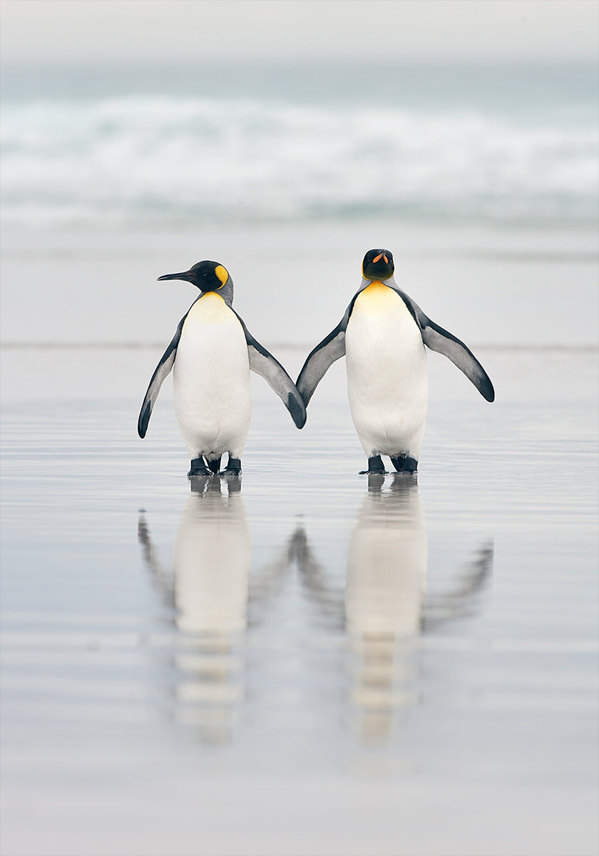 Amis