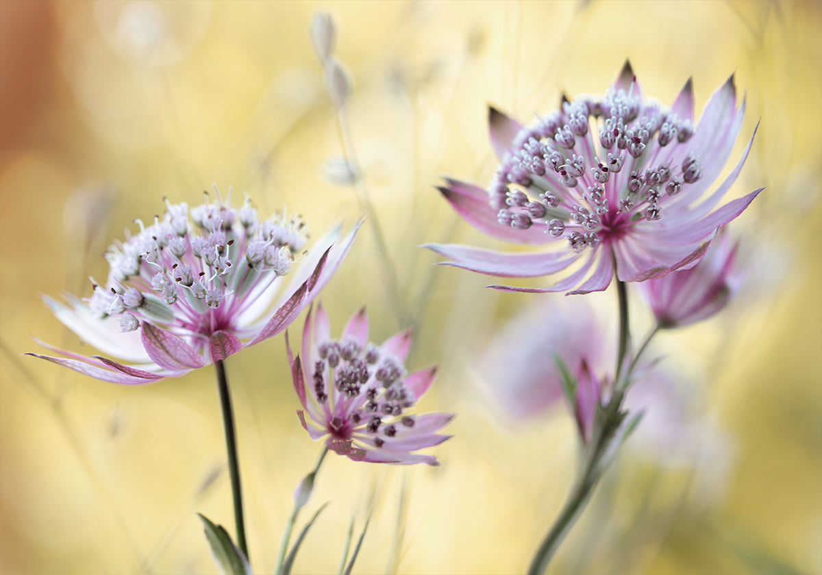 Astrantia majeure Poster