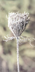 Frozen Laceflower Plakat - Posterbox.no