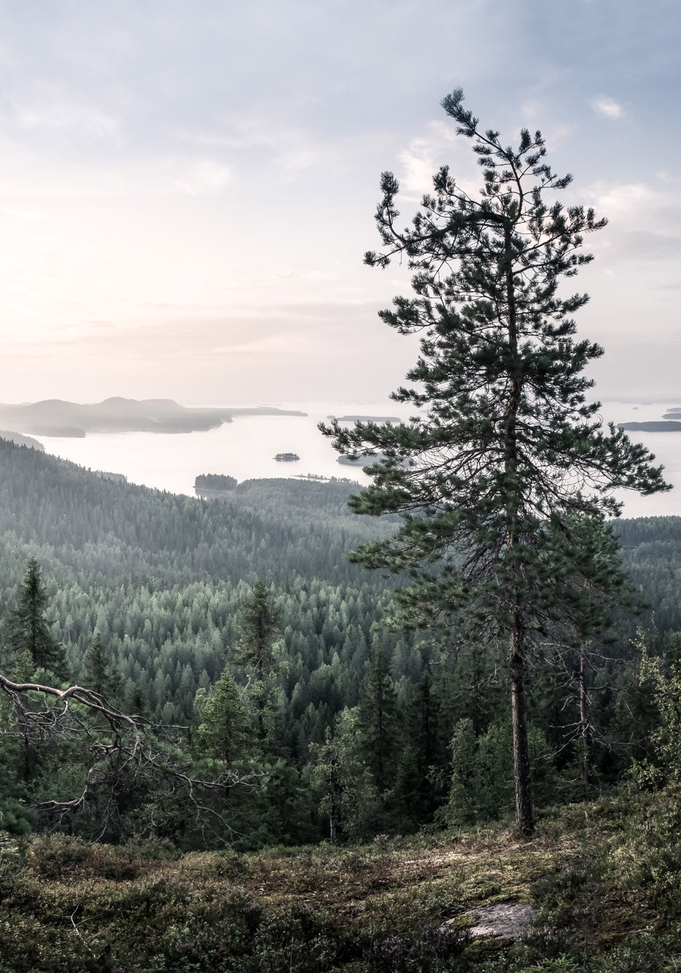 Affiche de paysage naturel - Posterbox.no