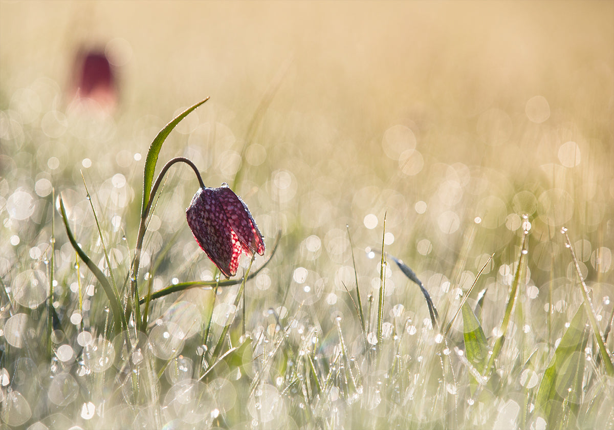 Rosée du matin