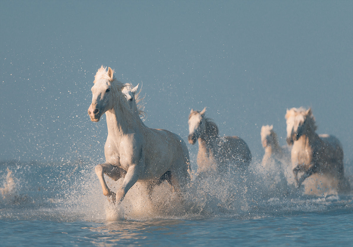 Anges de Camargue Poster