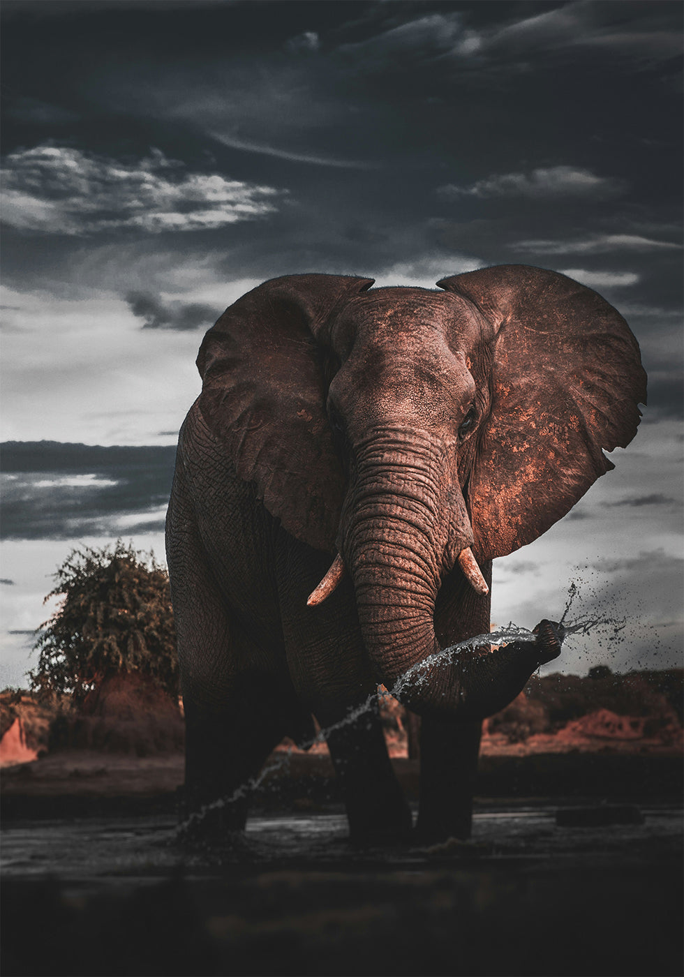 African Elephant Plakat - Posterbox.dk