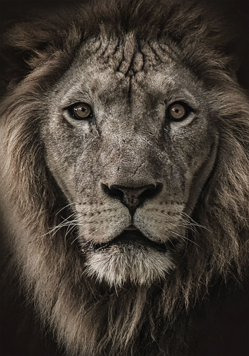 African Lion Plakat - Posterbox.dk